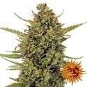 Acapulco Gold (Barney's Farm) feminizada