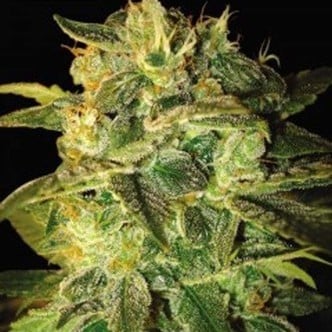 Sugar Mango Ryder Automatic (World Of Seeds) feminizada