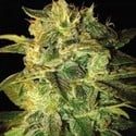 Sugar Mango Ryder Automatic (World Of Seeds) feminizada