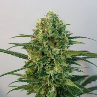 Toxic (Ripper Seeds) feminizada