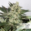 CBD Skunk Haze (Dutch Passion) feminizada