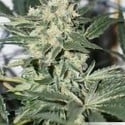 CBD Skunk Haze (Dutch Passion) feminizada