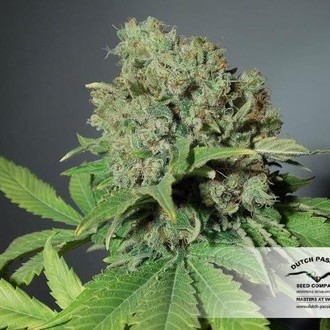 CBD Skunk Haze (Dutch Passion) feminizada