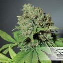 CBD Skunk Haze (Dutch Passion) feminizada