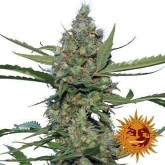 Laughing Buddha (Barney's Farm) feminizada