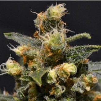 A-K (CBD Seeds) feminized
