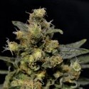 A-K (CBD Seeds) feminized