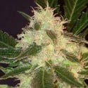 Widow (CBD Seeds) feminizada