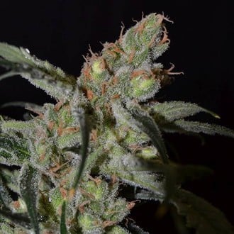 Shark (CBD Seeds) feminizada