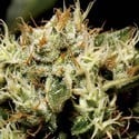 Yumbolt (CBD Seeds) feminizada