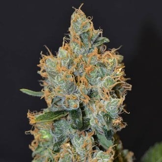 Lavender (CBD Seeds) feminizada