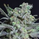 Critical (CBD Seeds) feminizada