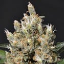 Kali (CBD Seeds) feminizada