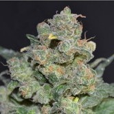 Cheese (CBD Seeds) feminizada