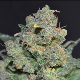 Cheese (CBD Seeds) feminizada