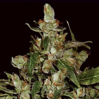 Auto Widow (CBD Seeds) feminizada