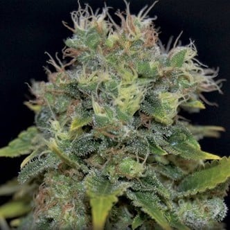 Auto Yumbolt (CBD Seeds) feminizada