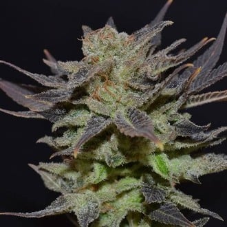 Auto Lavender (CBD Seeds) feminizada