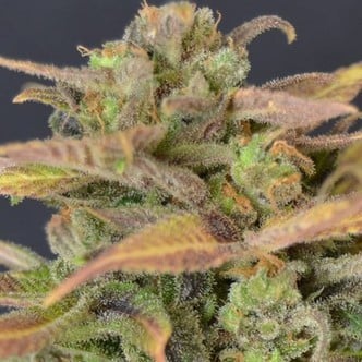 Auto Critical (CBD Seeds) feminizada