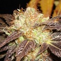 Auto Diesel (CBD Seeds) feminizada