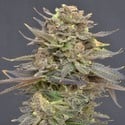 Magma (CBD Seeds) feminizada