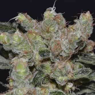 Zen (CBD Seeds) feminizada