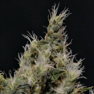 Vanilla Haze (CBD Seeds) feminizada