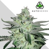 Diesel Berry (Auto Seeds) feminized
