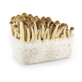 100% Mycelium Kit 'Golden Teacher' (Supa Gro)