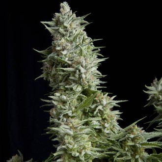 Alpujarreña (Pyramid Seeds) feminizada