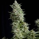 Alpujarreña (Pyramid Seeds) feminizada