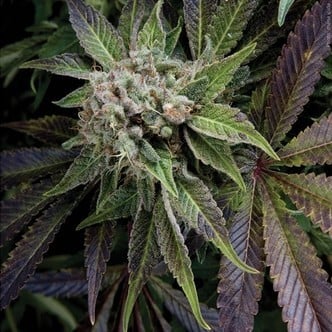 Auto Blue Pyramid (Pyramid Seeds) feminizada