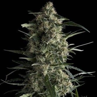 Galaxy (Pyramid Seeds) feminizada