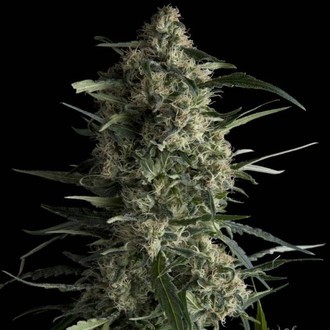 Galaxy (Pyramid Seeds) feminizada