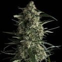 Galaxy (Pyramid Seeds) feminizada