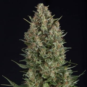 Wembley (Pyramid Seeds) feminizada