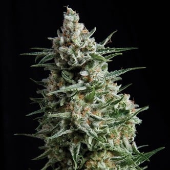 Auto Anesthesia (Pyramid Seeds) feminizada