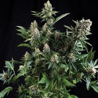 Auto White Widow (Pyramid Seeds) feminizada