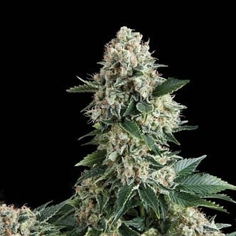 Auto New York City (Pyramid Seeds) feminizada