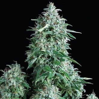 Auto Anubis (Pyramid Seeds) feminizada