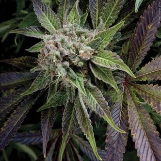 Blue Pyramid (Pyramid Seeds) feminizada