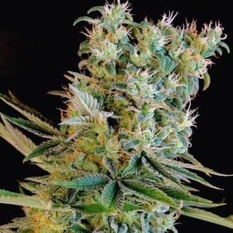 Amnesia Bilbo (Genehtik Seeds) feminizada