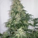 Amnesia Bilbo (Genehtik Seeds) feminizada