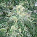 Amnesia Bilbo (Genehtik Seeds) feminizada