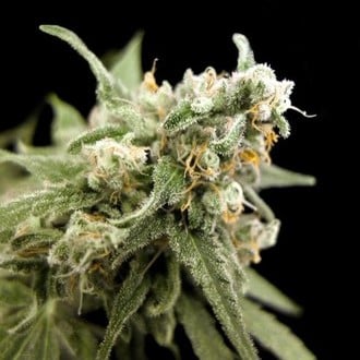 Kritikal Bilbo (Genehtik Seeds) feminizada