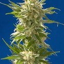 AK (Spliff Seeds) feminizada