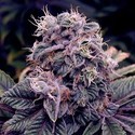 Blue Berry (Spliff Seeds) feminizada