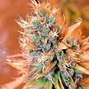 Blue Medi Kush (Spliff Seeds) feminizada