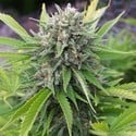 Bubblegun (Spliff Seeds) feminizada