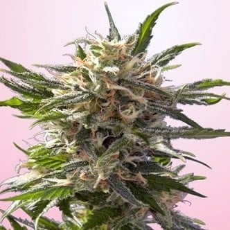 Chrystal White (Spliff Seeds) feminizada